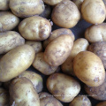 Holland potato seeds